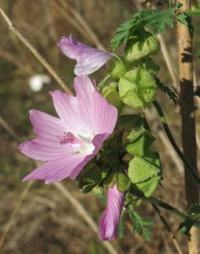 Fotografia 6 da espécie Malva moschata no Jardim Botânico UTAD