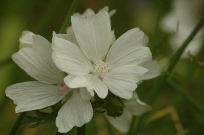 Fotografia da espécie Malva moschata