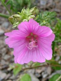 Fotografia da espécie Malva moschata