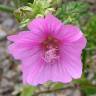 Fotografia 8 da espécie Malva moschata do Jardim Botânico UTAD