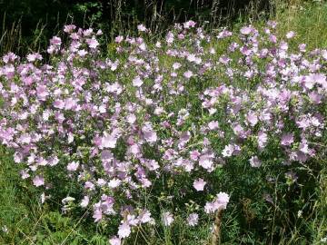 Fotografia da espécie Malva moschata