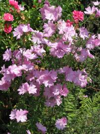 Fotografia da espécie Malva moschata