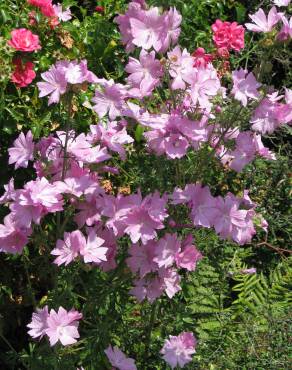 Fotografia 10 da espécie Malva moschata no Jardim Botânico UTAD