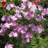 Fotografia 10 da espécie Malva moschata do Jardim Botânico UTAD