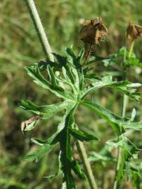 Fotografia da espécie Malva moschata