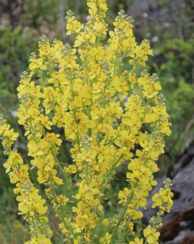 Fotografia de capa Verbascum lychnitis - do Jardim Botânico