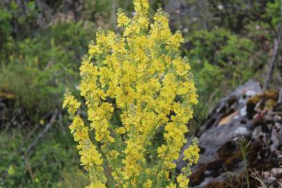 Fotografia da espécie Verbascum lychnitis