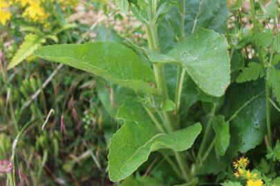 Fotografia da espécie Verbascum lychnitis