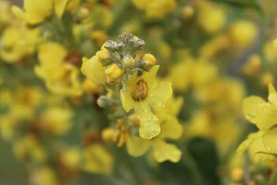 Fotografia da espécie Verbascum lychnitis