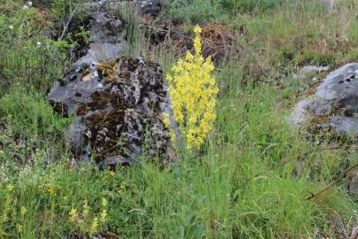 Fotografia da espécie Verbascum lychnitis