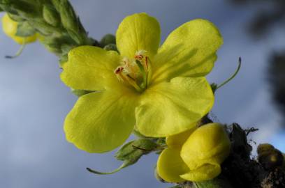 Fotografia da espécie Verbascum lychnitis