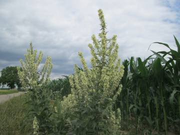 Fotografia da espécie Verbascum lychnitis