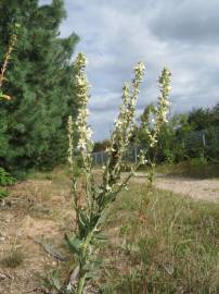 Fotografia da espécie Verbascum lychnitis