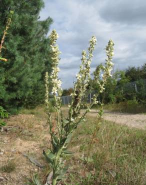 Fotografia 8 da espécie Verbascum lychnitis no Jardim Botânico UTAD
