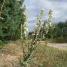 Fotografia 8 da espécie Verbascum lychnitis do Jardim Botânico UTAD