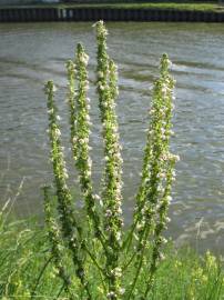 Fotografia da espécie Verbascum lychnitis