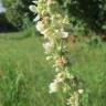 Fotografia 10 da espécie Verbascum lychnitis do Jardim Botânico UTAD