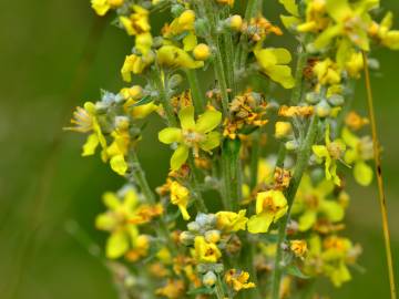 Fotografia da espécie Verbascum lychnitis