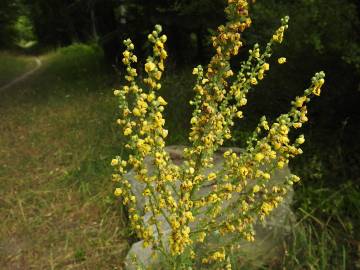 Fotografia da espécie Verbascum lychnitis