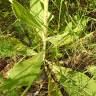 Fotografia 14 da espécie Verbascum lychnitis do Jardim Botânico UTAD