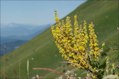 Fotografia da espécie Verbascum lychnitis