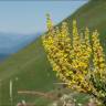 Fotografia 15 da espécie Verbascum lychnitis do Jardim Botânico UTAD