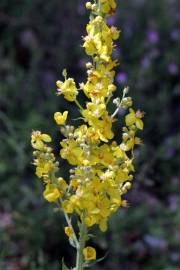 Fotografia da espécie Verbascum lychnitis