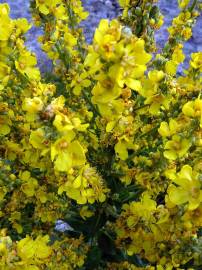 Fotografia da espécie Verbascum lychnitis