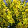 Fotografia 17 da espécie Verbascum lychnitis do Jardim Botânico UTAD