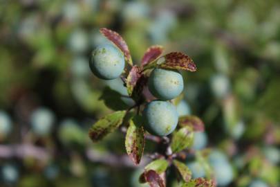 Fotografia da espécie Prunus spinosa