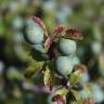 Fotografia 29 da espécie Prunus spinosa do Jardim Botânico UTAD