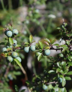 Fotografia 30 da espécie Prunus spinosa no Jardim Botânico UTAD