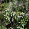 Fotografia 30 da espécie Prunus spinosa do Jardim Botânico UTAD