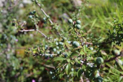 Fotografia da espécie Prunus spinosa