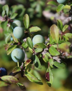 Fotografia 32 da espécie Prunus spinosa no Jardim Botânico UTAD