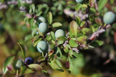 Fotografia da espécie Prunus spinosa