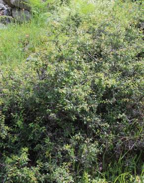 Fotografia 33 da espécie Prunus spinosa no Jardim Botânico UTAD