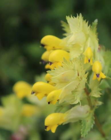 Fotografia de capa Rhinanthus serotinus - do Jardim Botânico