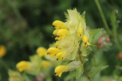 Fotografia da espécie Rhinanthus serotinus