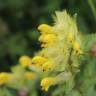 Fotografia 1 da espécie Rhinanthus serotinus do Jardim Botânico UTAD