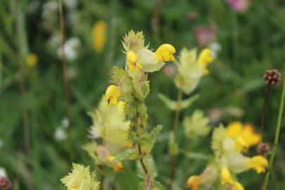 Fotografia da espécie Rhinanthus serotinus