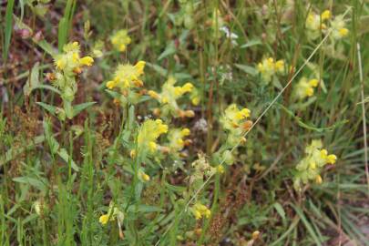 Fotografia da espécie Rhinanthus serotinus