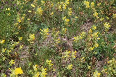 Fotografia da espécie Rhinanthus serotinus