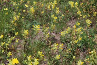 Fotografia da espécie Rhinanthus serotinus