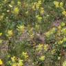 Fotografia 5 da espécie Rhinanthus serotinus do Jardim Botânico UTAD