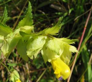 Fotografia da espécie Rhinanthus serotinus