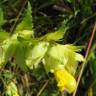 Fotografia 6 da espécie Rhinanthus serotinus do Jardim Botânico UTAD