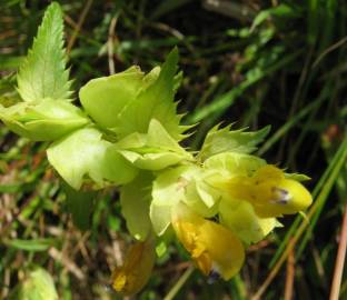 Fotografia da espécie Rhinanthus serotinus