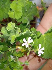 Fotografia da espécie Pelargonium x fragrans