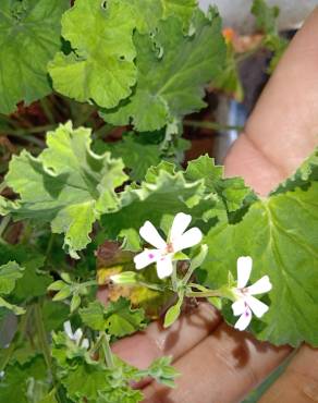 Fotografia 9 da espécie Pelargonium x fragrans no Jardim Botânico UTAD